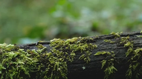 Moss on wood in forest Video stock 96612695