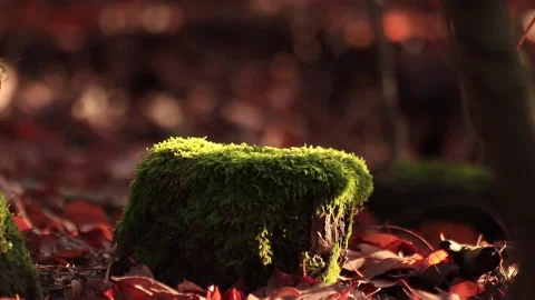 Moss in the woods Stock Footage 166935105