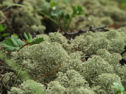 Moss in the woods Stock Photos