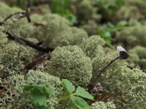 Moss in the woods Stock Photos