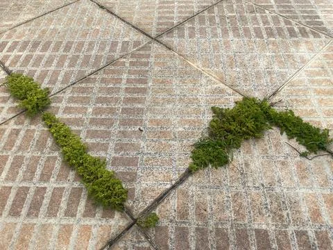 Moss on worn pavement Stock Photos