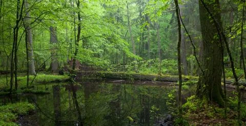 Moss wraped oak trees lying in water Stock Photos