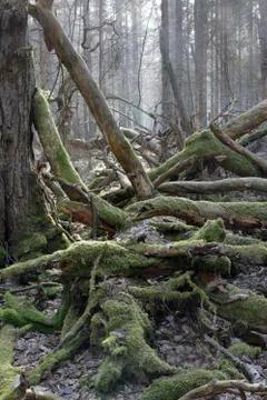 Moss wrapped broken branch lying Foto stock