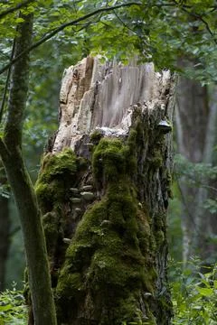 Moss wrapped broken maple tree stump, Bialowieza Forest, Poland, Europe Stock Photos