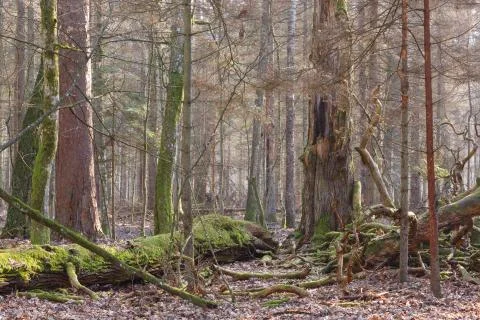 Moss wrapped broken oak tree lying with and fungi grows over, Bialowieza Fore Stock Photos