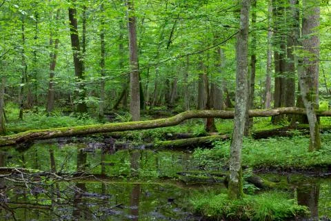 Moss wrapped broken tree lying over water Stock Photos