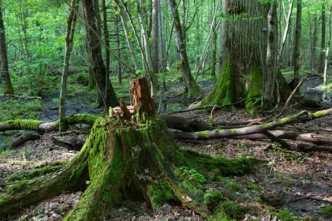 Moss wrapped oak tree stump Stock Photos