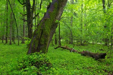 Moss wrapped old inden tree in spring Foto stock