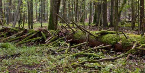 Moss wrapped part of broken tree lying Stock Photos