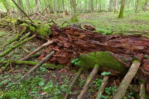 Moss wrapped part of broken tree lying Stock Photos