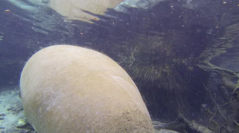 Mossback manatee vocalizing and breathing from a spring bottom. Stock Footage 62785309