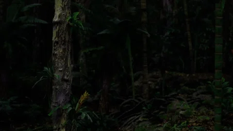 Mosscovered tree trunk in dense rainforest during night exploring ecosystems Stock Footage 341577185