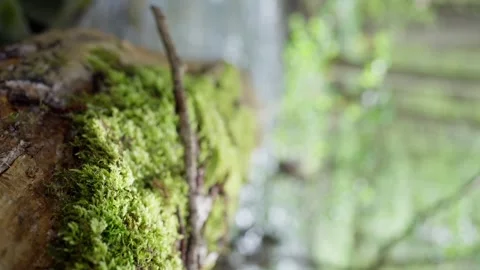 Mosscovered tree trunk in natural. A terrestrial plants trunk covered in moss Stock Footage 273040820