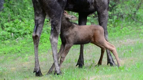 Mosse Calf Nursing Stock Footage 76629028