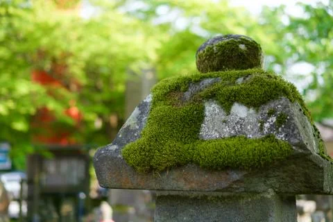 Mossed stone Stock Photos