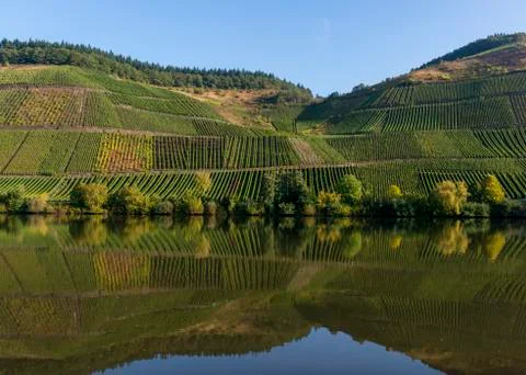 Mossele with vineyards Stock Photos