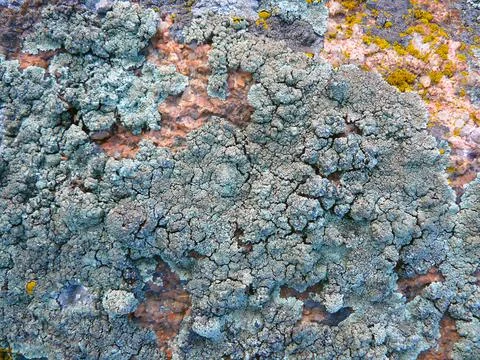 Mosses and lichens, close-up Stock Photos