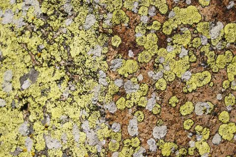 Mosses and lichens, close-up Stock Photos