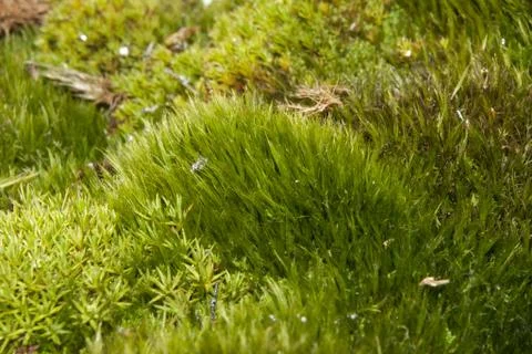 Mosses of antarctica. Stock Photos