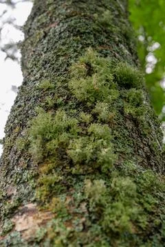Mosses cling to a tree trunk, textured and green Stock Photos