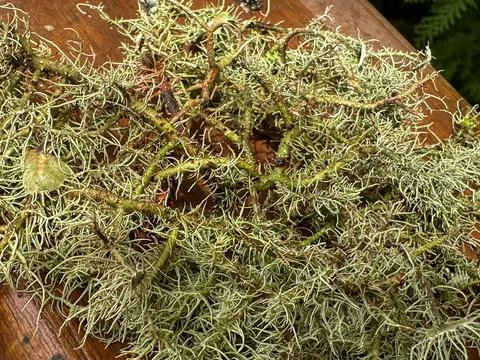 Mosses fallen to the ground Stock Photos