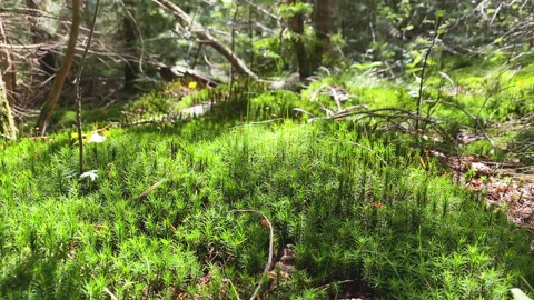 Mosses in the forest, beautiful small plants. Stock Footage 269012450