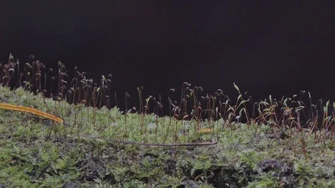 Mosses growing on logs. Stock-Footage 92613655