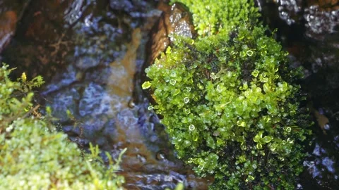 Mosses growing by streaming brook Stock Footage 272492916