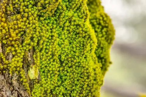 Mosses live by the trees 스톡 사진