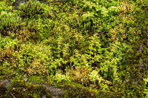 Mosses, or the taxonomic division Bryophyta, are small, non-vascular flowerle Stock Photos