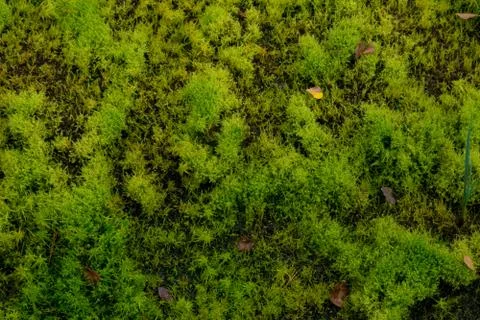 Mosses Stock Photos