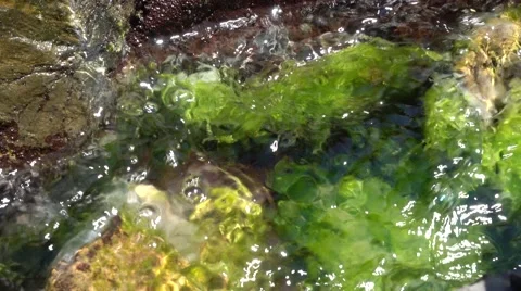 Mosses on the rock moving with the waves Stock-Footage 68688371