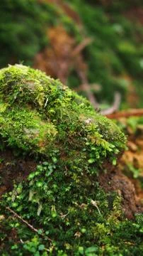 Mosses on the rock Stock Photos