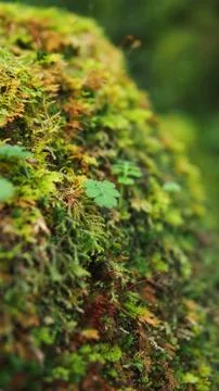 Mosses on the rock Foto stock
