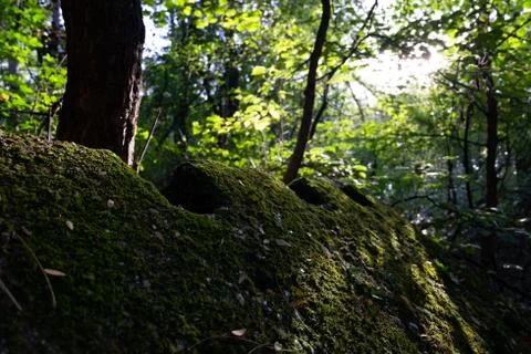 Mosses on Rock Stock Photos