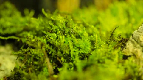 Mosses on the rock. Foto stock