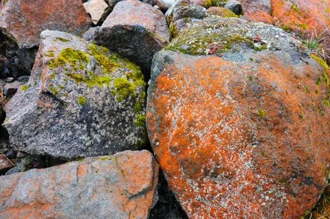 Mosses on stones Stock Photos
