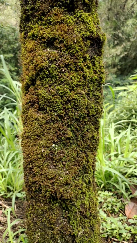 Mosses Thrive on Tree Trunks Stock Footage 318346573