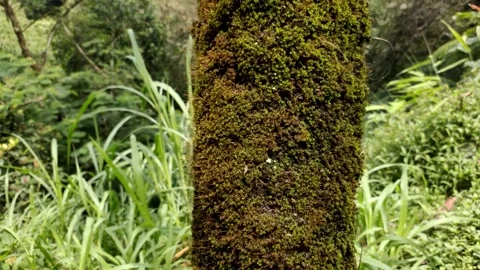 Mosses Thrive on Tree Trunks Stock Footage 318346575