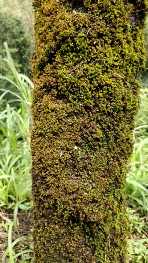 Mosses Thrive on Tree Trunks Stock Footage 318346576