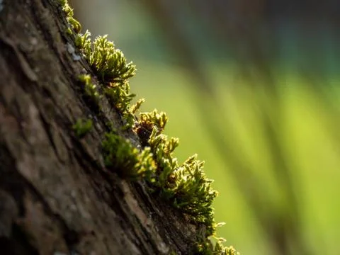 Mosses on the tree in the evening backlight Stock Photos