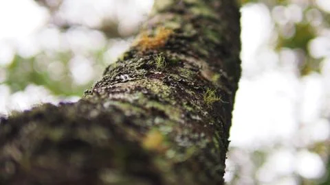 Mosses on the tree Stock Photos
