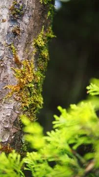 Mosses on the tree Stock Photos