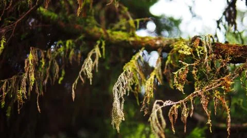 Mosses on the tree Stock Photos
