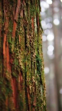 Mosses on the tree Stock Photos
