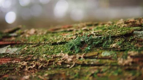 Mosses on the tree Stock Photos