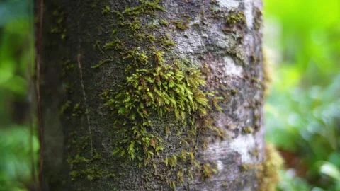 Mosses on tree trunk in Daintree rainforest Video stock 307877595