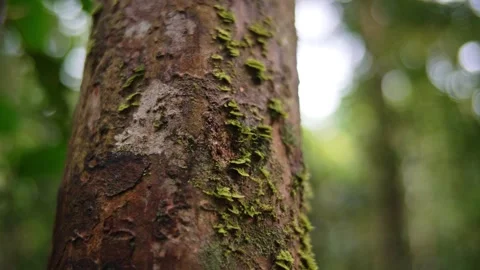 Mosses on tree trunk in Daintree rainforest Stock Footage 307877605