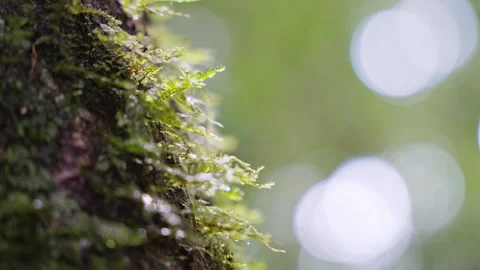 Mosses on tree trunk in Daintree rainforest Stock Footage 307877609