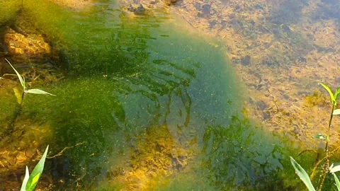 Mosses in the water close-up video. Stock Footage 147975640